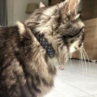 Collier Chat Petit chien Jam