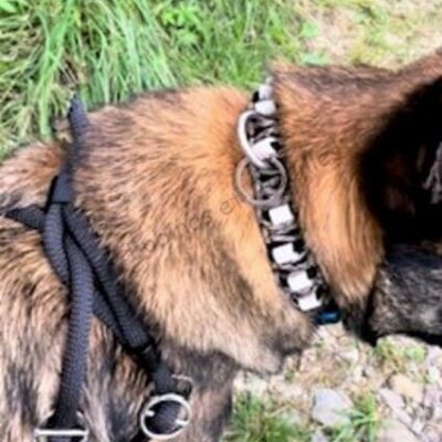 Laisse Lasso Harnais Yula